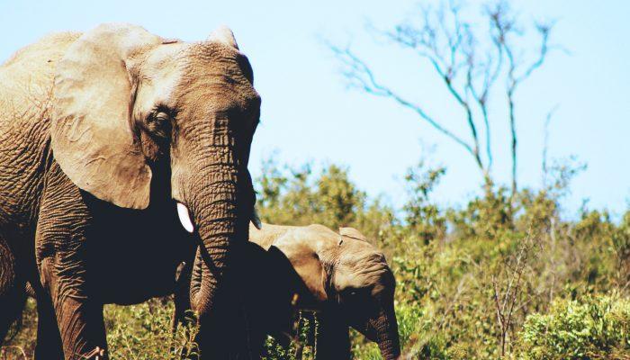 Saving Elephants in Afrika Fund Raising